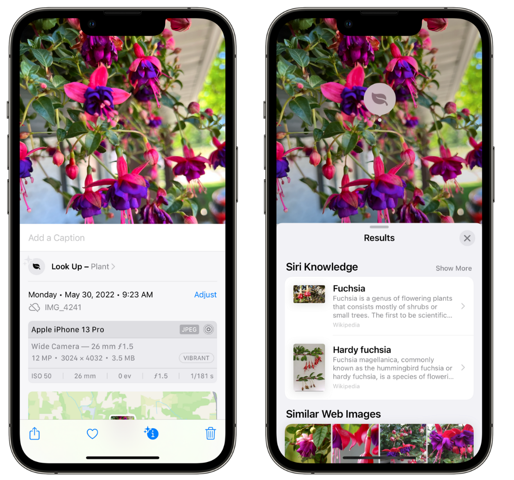 蔚县苹果手机维修分享小技巧：使用 iPhone 相机识别花卉植物 